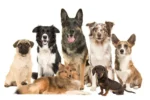 list of the top 25 most popular dog breeds in the world